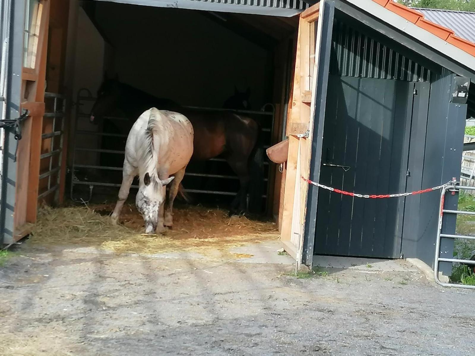 Schöfweg Wild Life Ranch 빌라 외부 사진