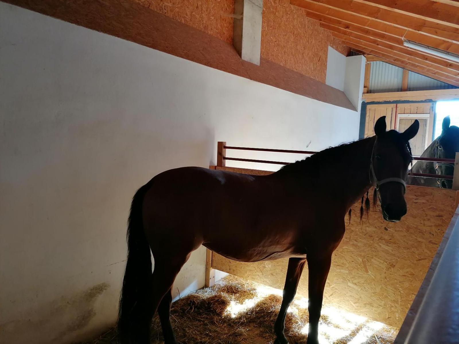 Schöfweg Wild Life Ranch 빌라 외부 사진