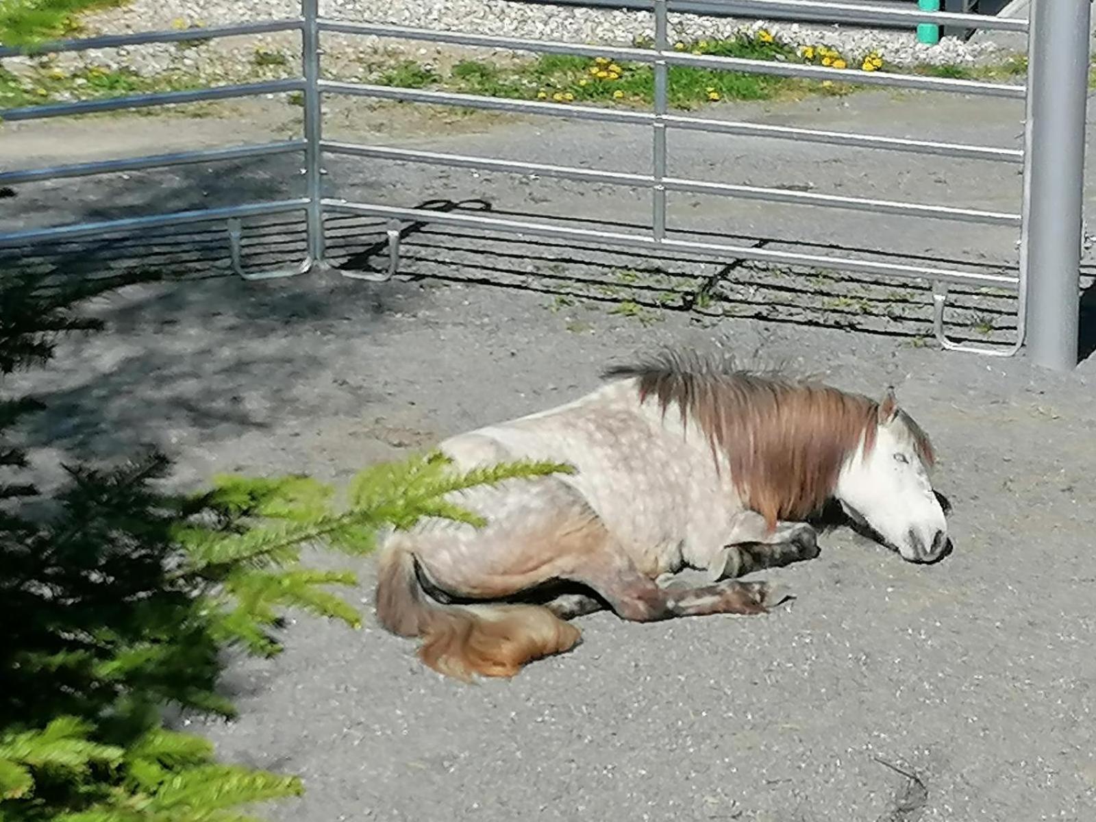 Schöfweg Wild Life Ranch 빌라 외부 사진